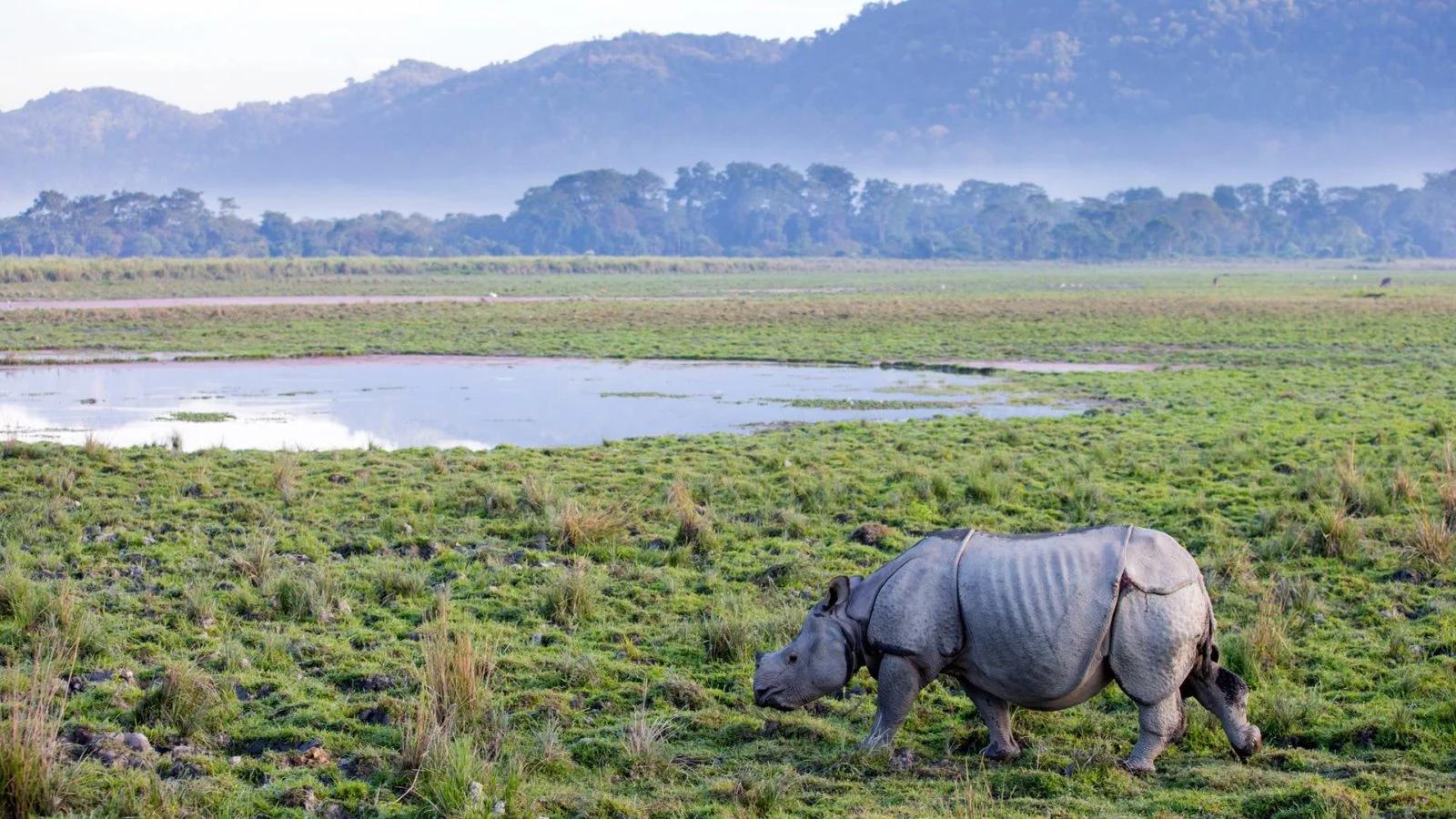 Rhino-kaziranga