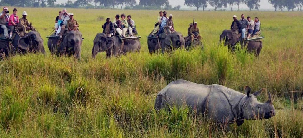Kaziranga-1