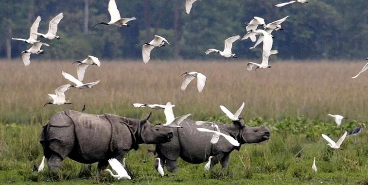 kaziranga4
