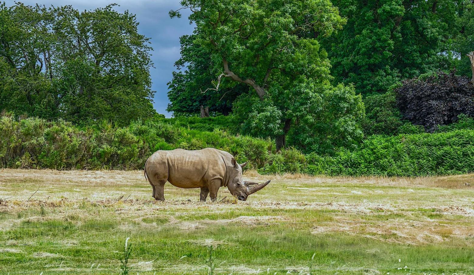 Kaziranga1_7579