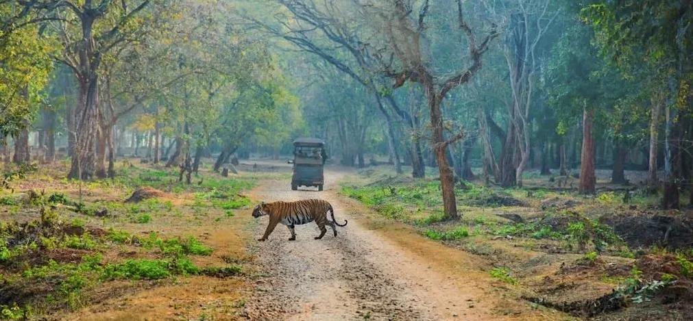 nagarhole1_6948