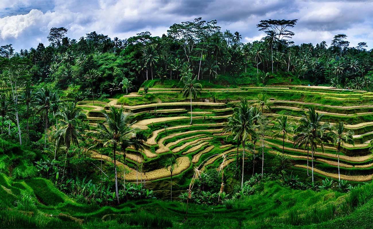Ubud_Tour_packages2_2904