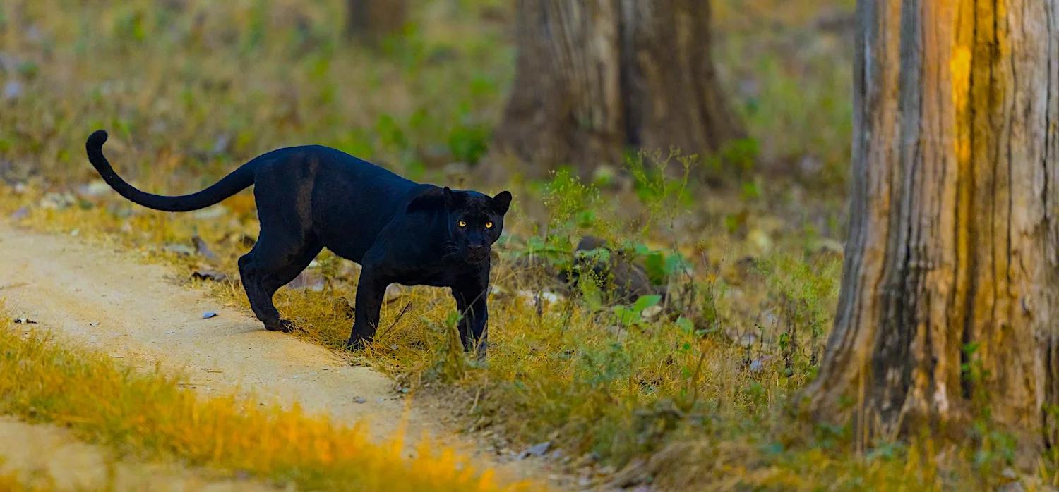 Black_cat_bandipur_2664