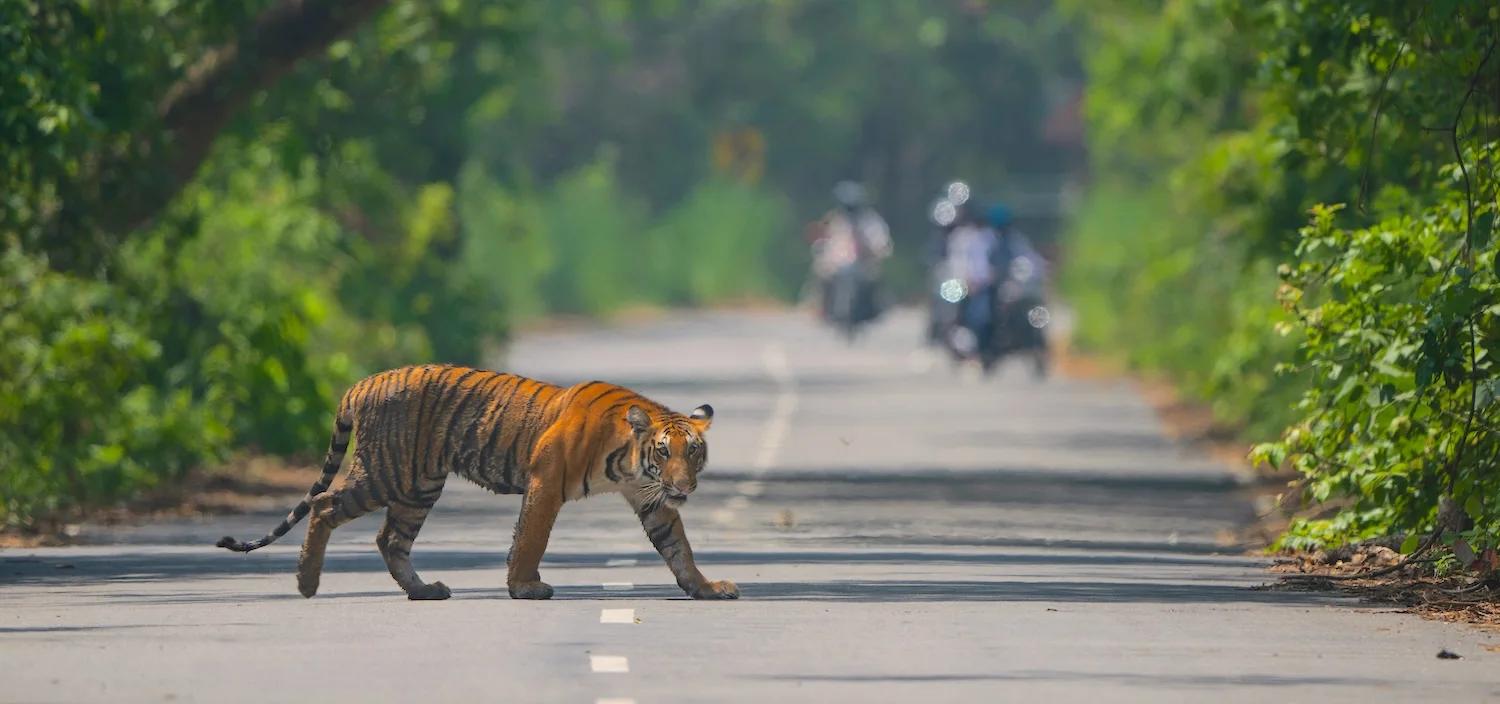 Bandipur_3503