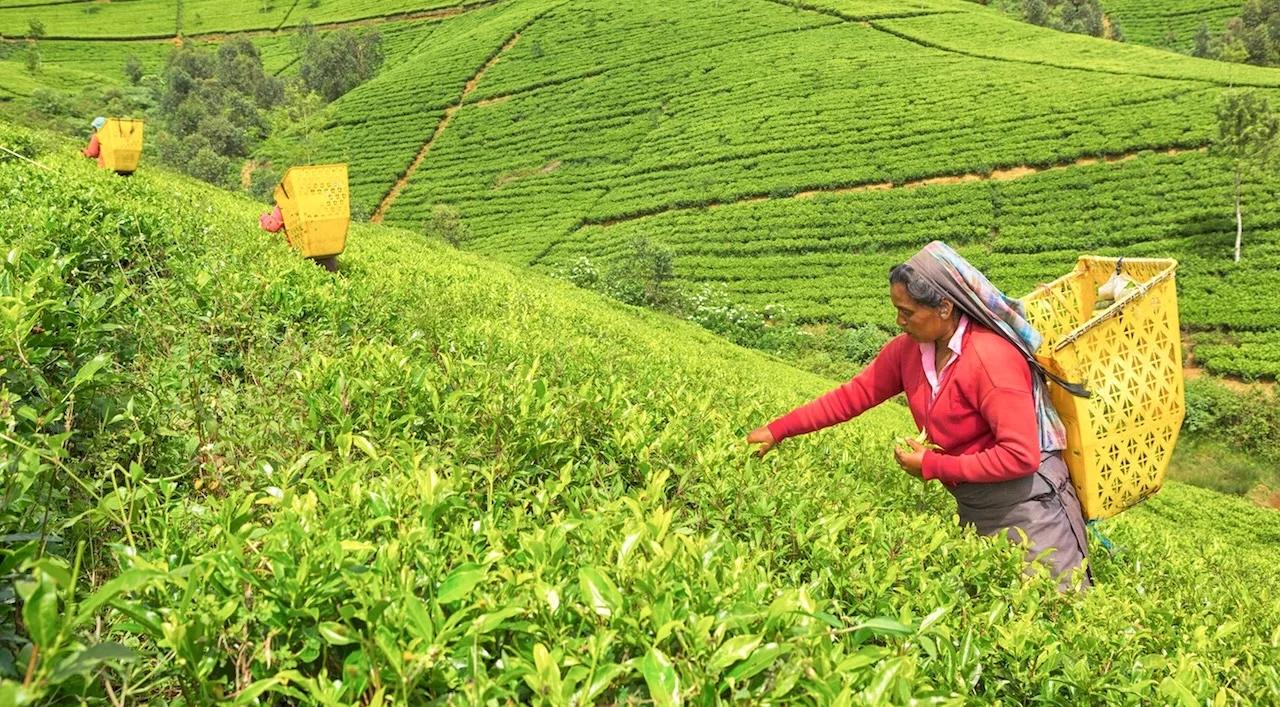 Nuwara_Eliya_tea_plantation_7517