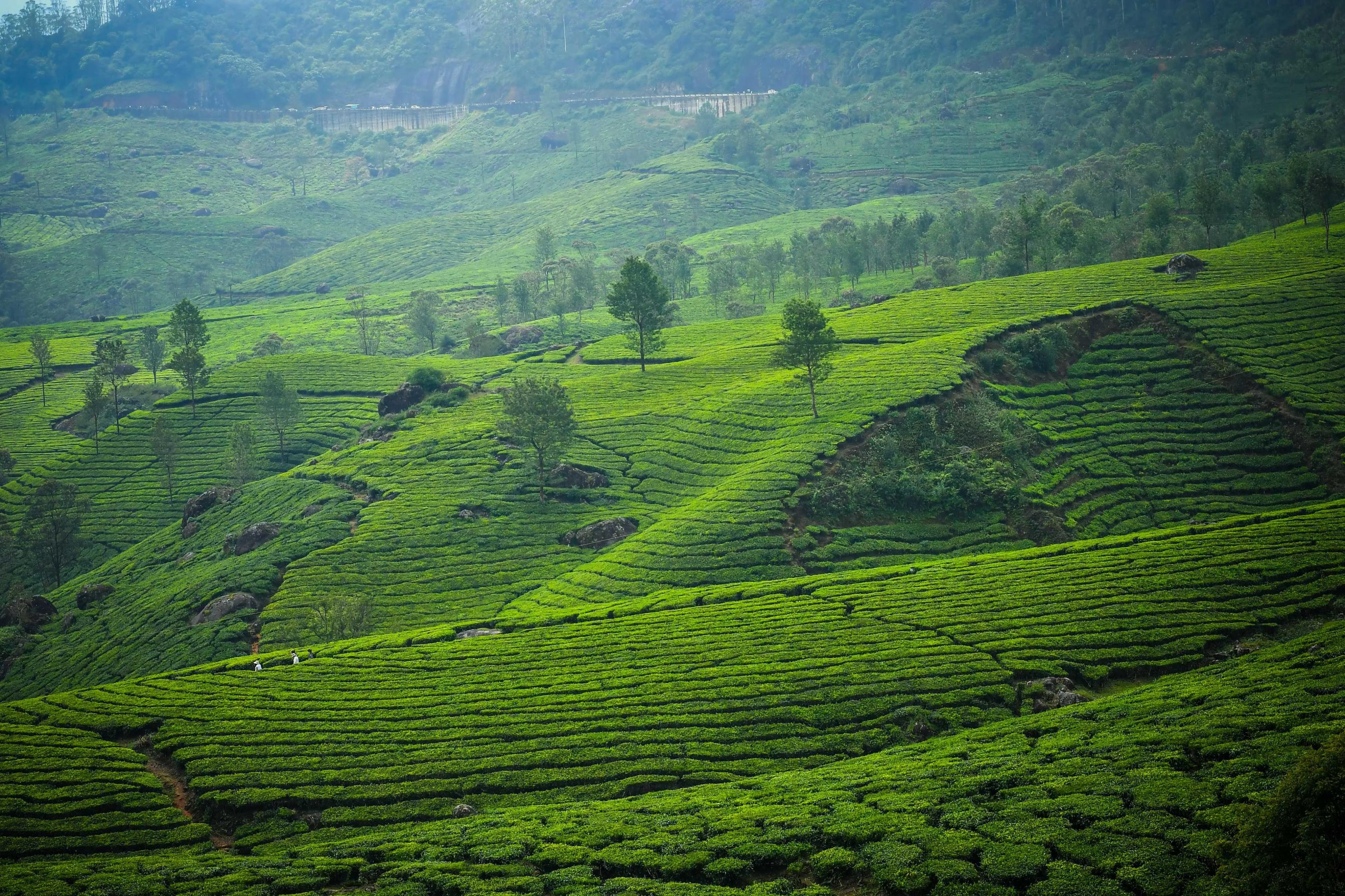 munnar_tour_package_From_chennai_%283%29_4238