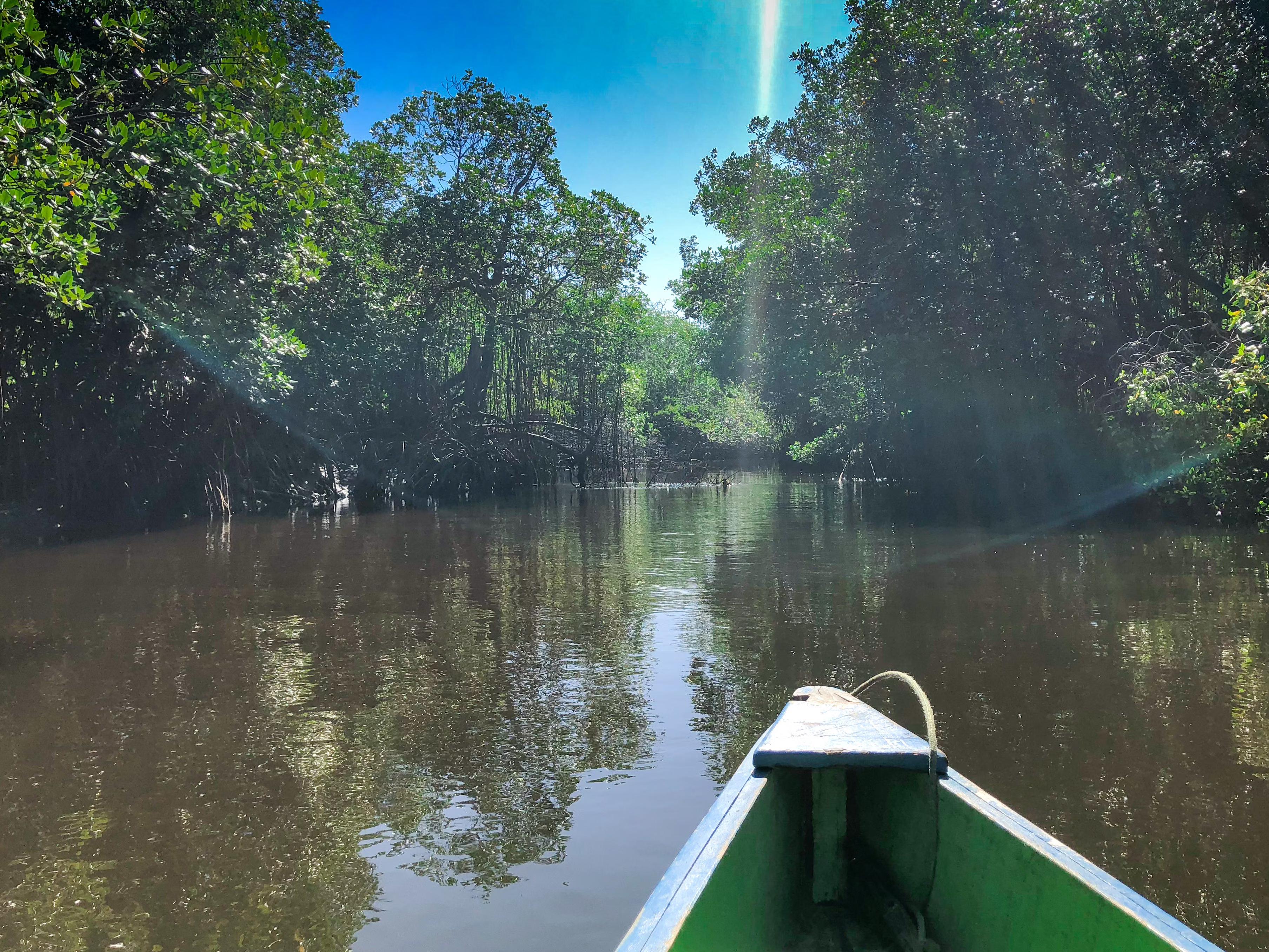 Pichavaram_Mangrove_Forest_1579.avif